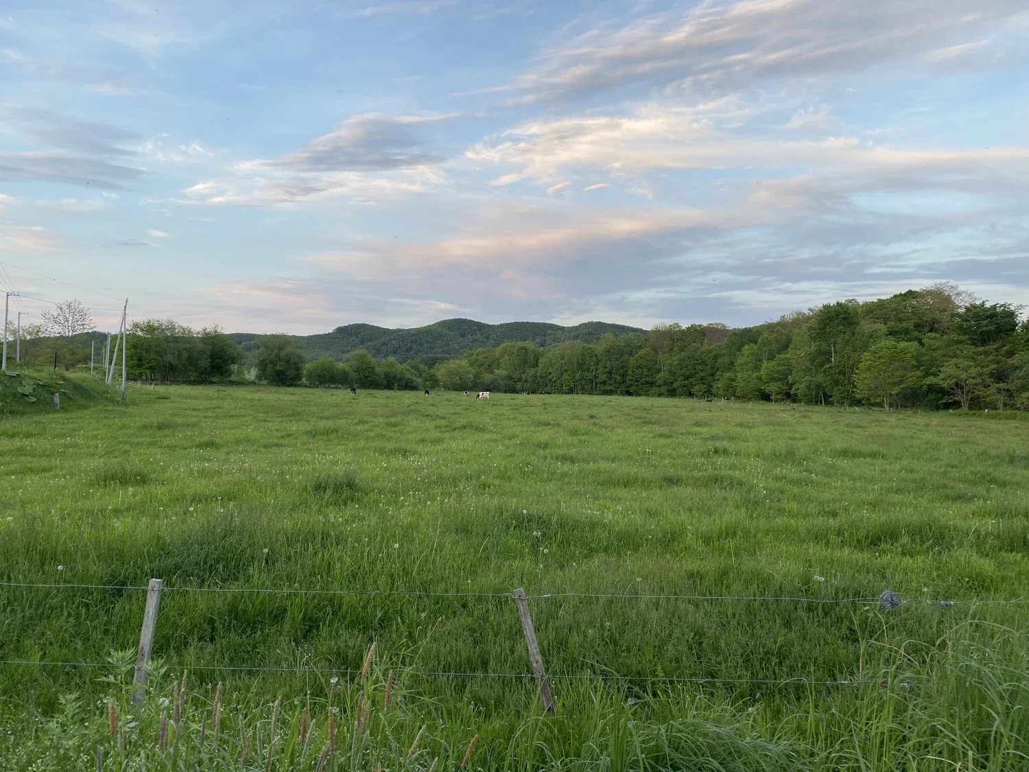 夕暮れの広大な牧草地